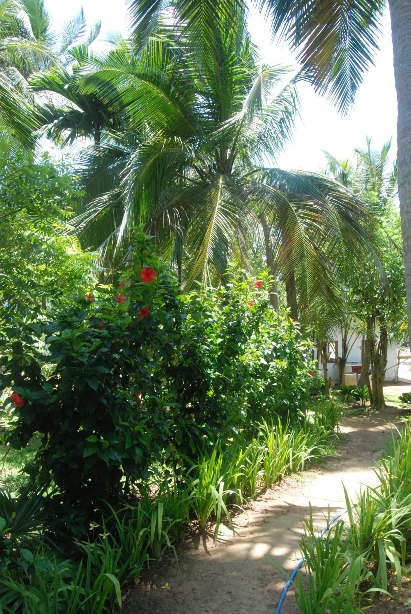 The Saffron House Hotel Dikwella Exterior foto